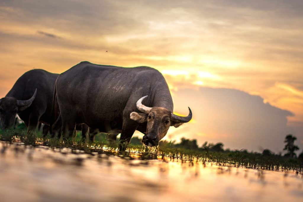 bull wall street
